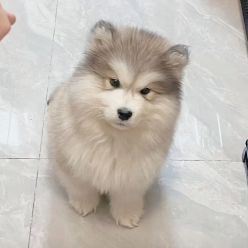 犬舍直销批发价格出售阿拉斯加雪橇犬